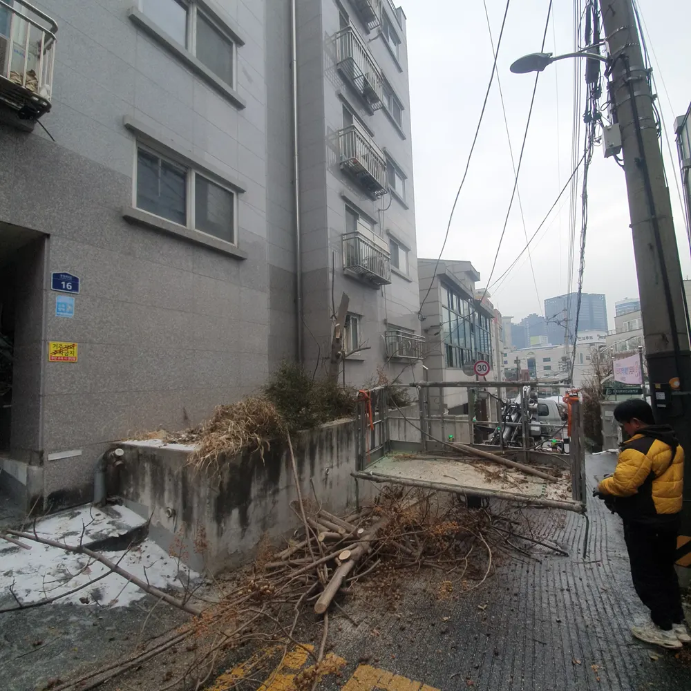 수원 담장철거 예시 — 담장 주변 나뭇가지 정리 및 현장 준비 작업